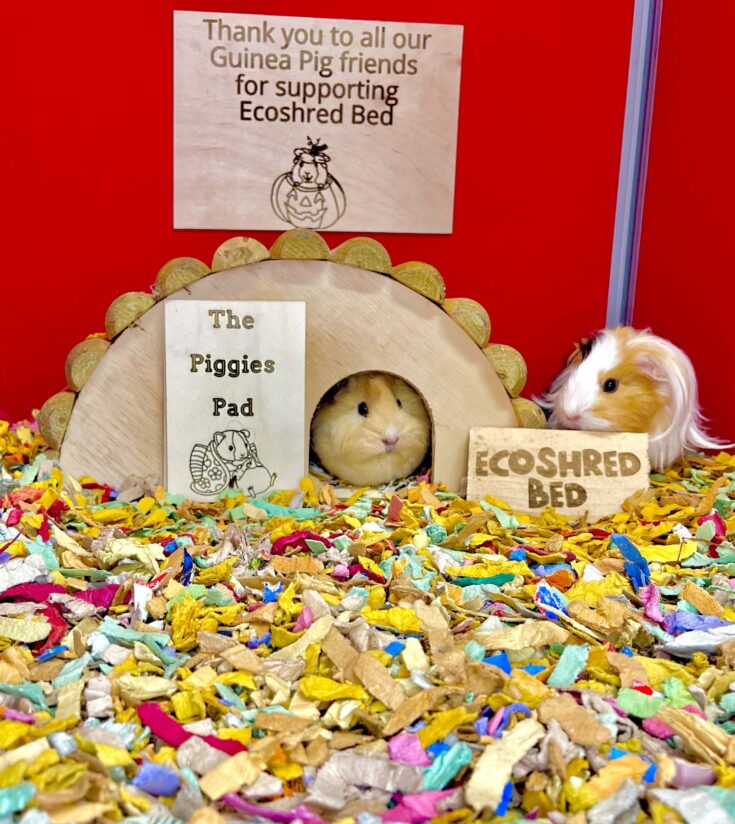 Guinea Pigs on Ecoshred Bed