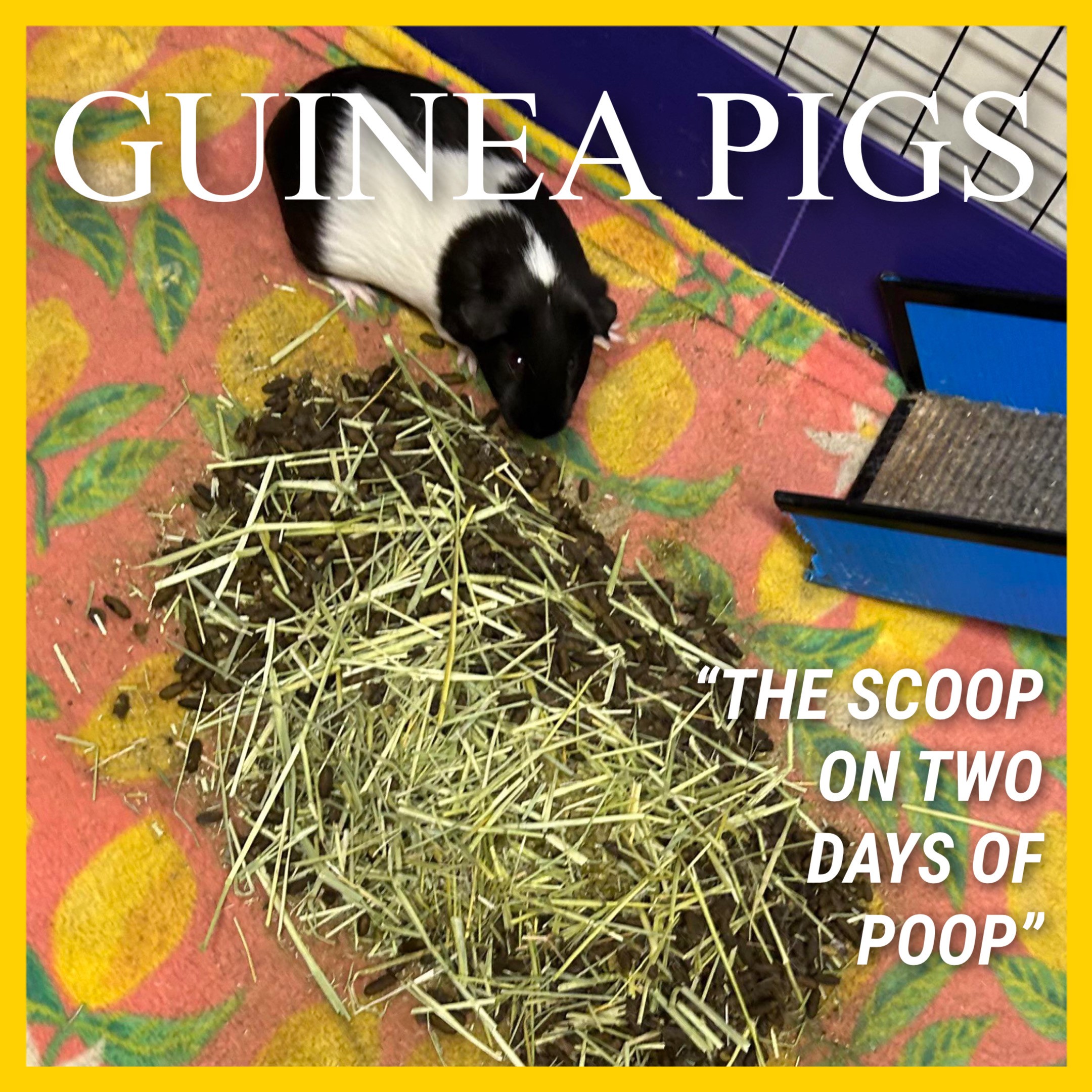 Fleece Bedding for Guinea Pigs – The stinky truth ? ?
