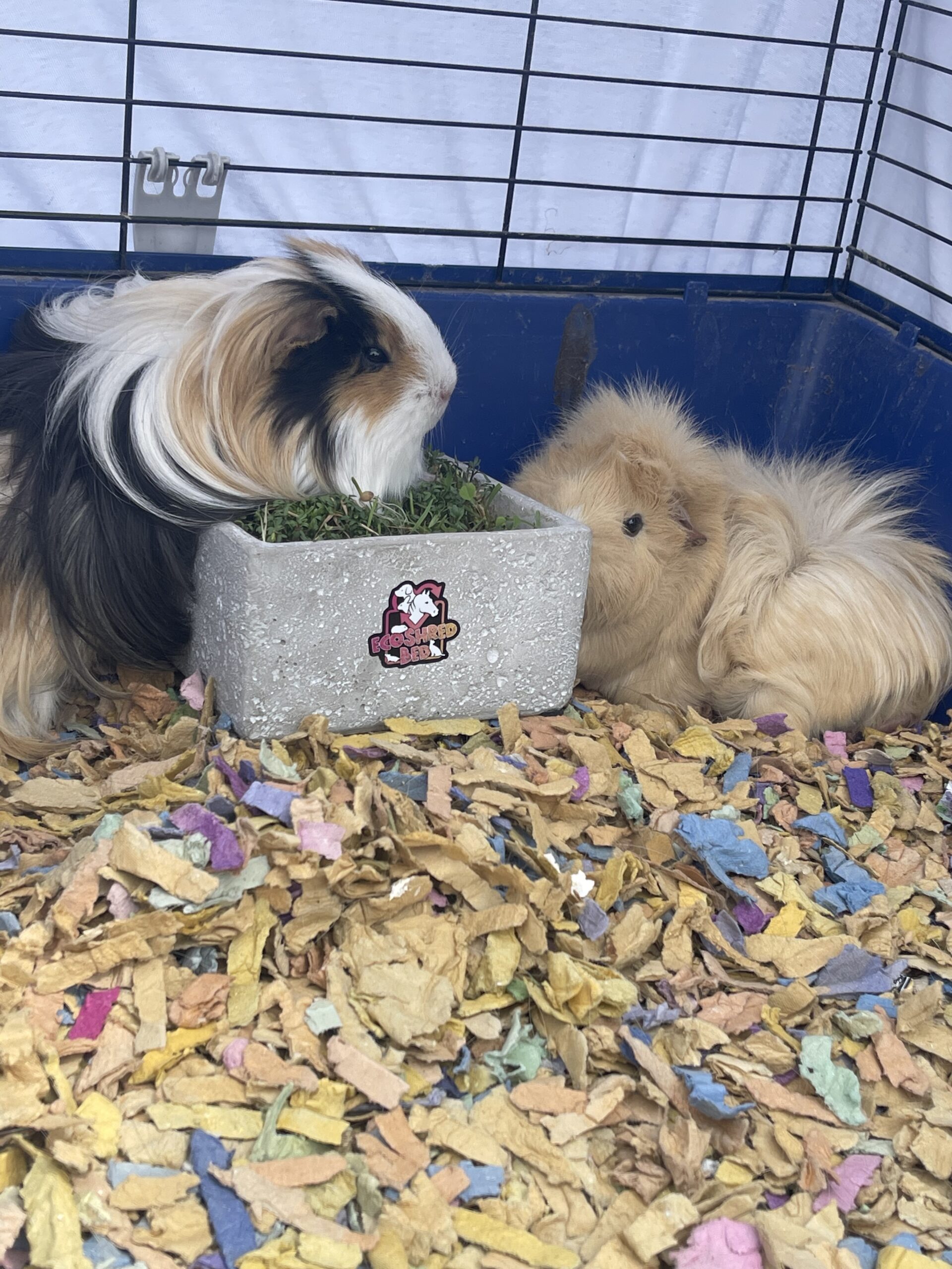 How to Keep Your Guinea Pigs Cool and Happy in Hot Weather